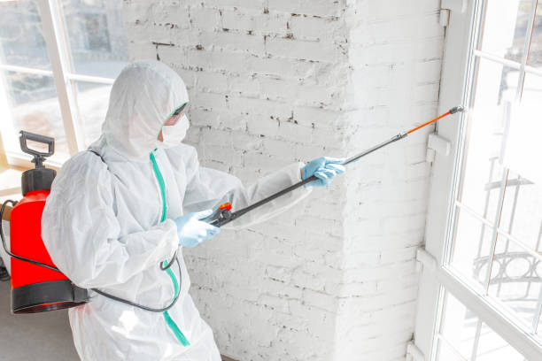 Best Emergency Mold Remediation  in Pineville, LA