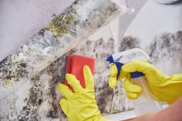 Mold Remediation for Rental Properties in Pineville, LA